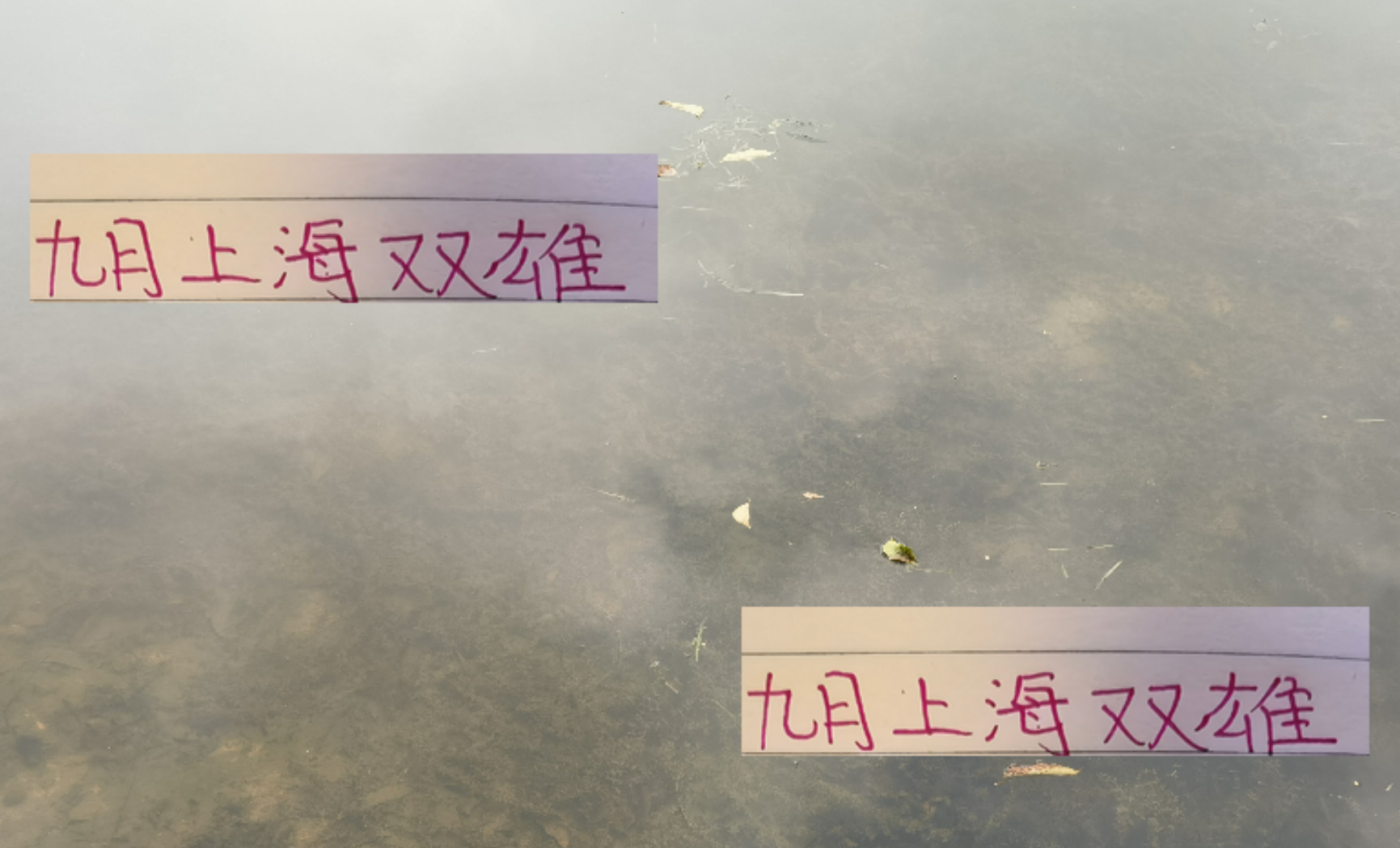 9月份上海双雄申花 海港 会像曼彻斯特的天空一样青一块紫一块吗